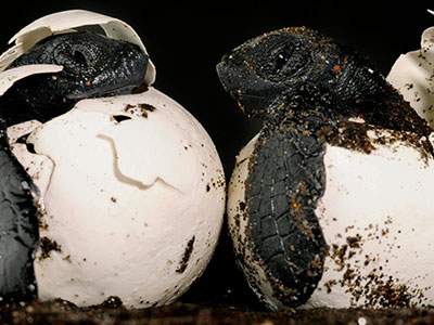Article Intro Image Article Intro Image